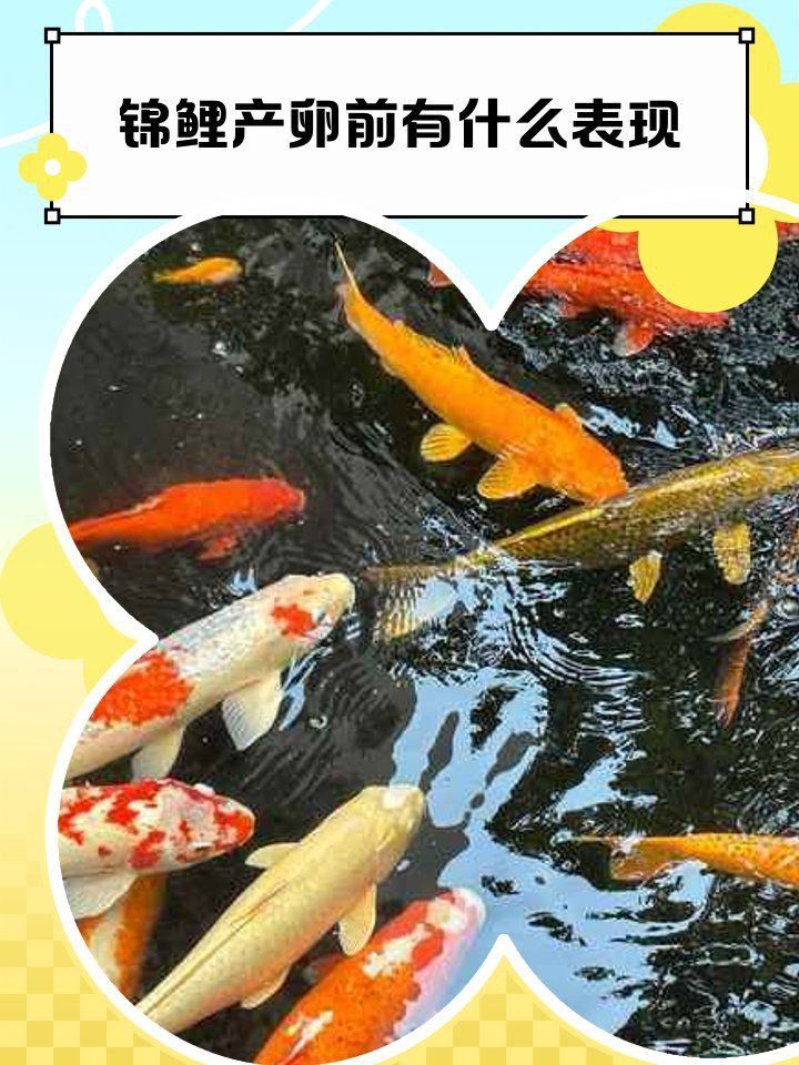 錦鯉大肚子多久生小魚