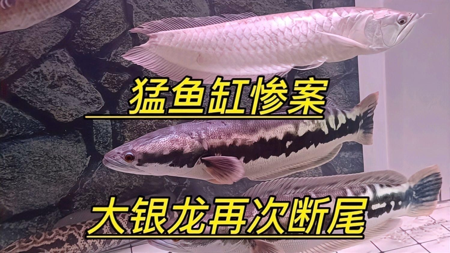 魚缸銀龍魚咬斷尾巴了