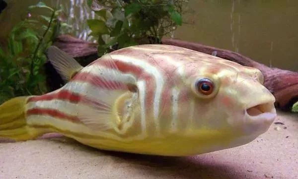 斑馬狗頭魚和龍魚混養