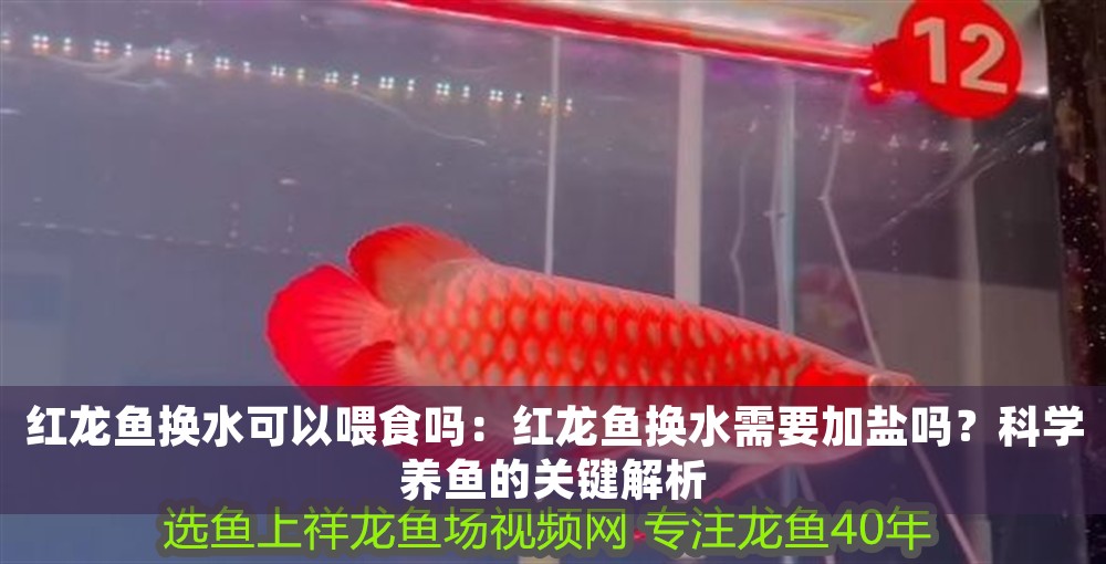 紅龍魚換水可以喂食嗎：紅龍魚換水需要加鹽嗎？科學(xué)養(yǎng)魚的關(guān)鍵解析