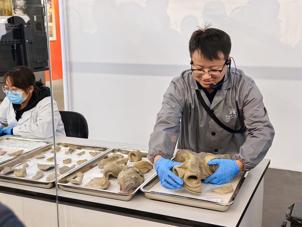 金頭古龍的保護現狀