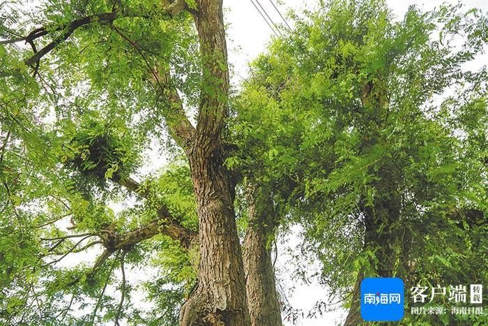 金頭古龍的保護現狀