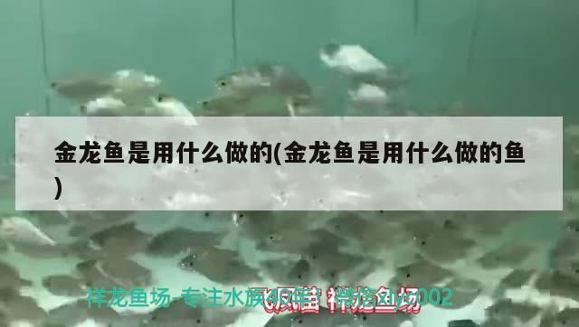 金龍魚是用什么做的(金龍魚是用什么做的魚)