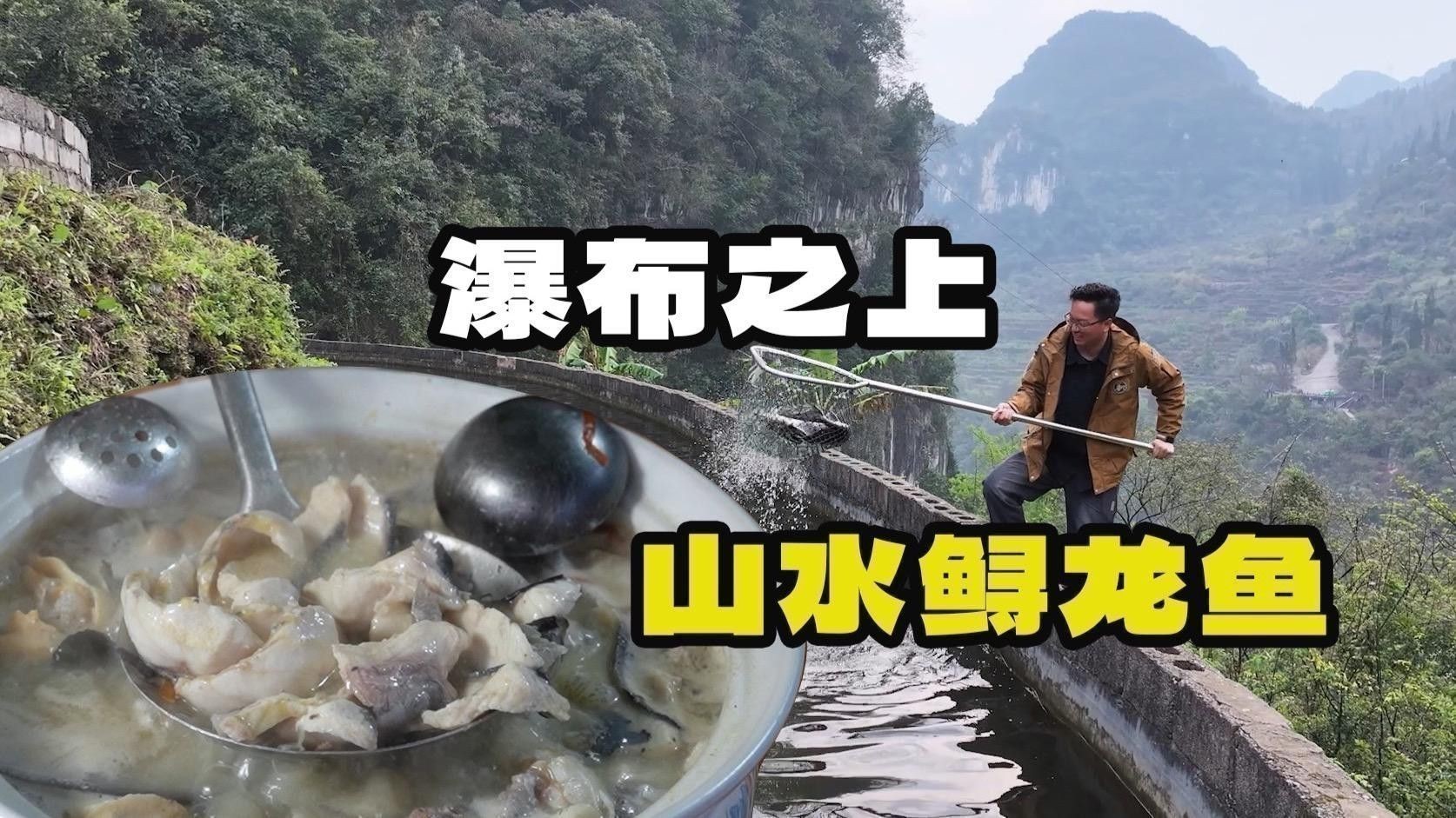 福龍魚替代食材中哪個最營養？