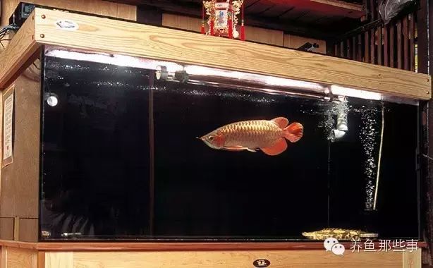 龍魚太大缸子太小怎么辦（龍魚太大而魚缸太小時(shí)）