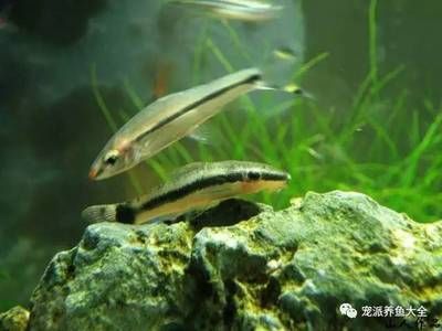 龍魚吃金魚嗎：龍魚可以吃金魚嗎