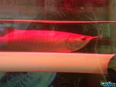 廣州紅龍魚(yú)批發(fā)市場(chǎng)，廣州紅龍魚(yú)市場(chǎng) 廣州紅龍魚(yú)批發(fā)市場(chǎng)，廣州紅龍魚(yú)市場(chǎng) 龍魚(yú)百科 第5張