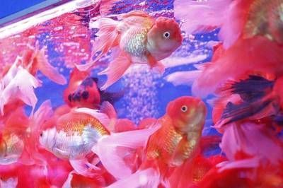 廣州紅龍魚(yú)批發(fā)市場(chǎng)，廣州紅龍魚(yú)市場(chǎng) 廣州紅龍魚(yú)批發(fā)市場(chǎng)，廣州紅龍魚(yú)市場(chǎng) 龍魚(yú)百科 第4張