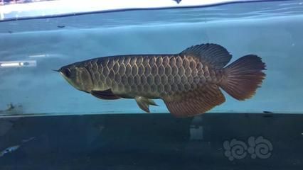 20公分龍魚多久長到30公分呢圖片（龍魚從20公分長到30公分長到30公分需要多久）