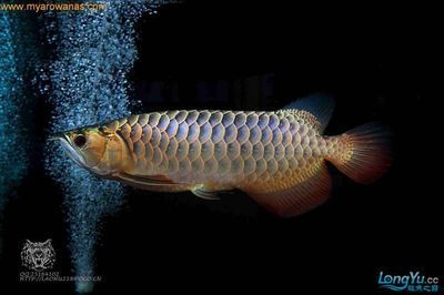 龍魚皮膚粗糙沉缸（關于“龍魚皮膚粗糙沉缸”的查詢）