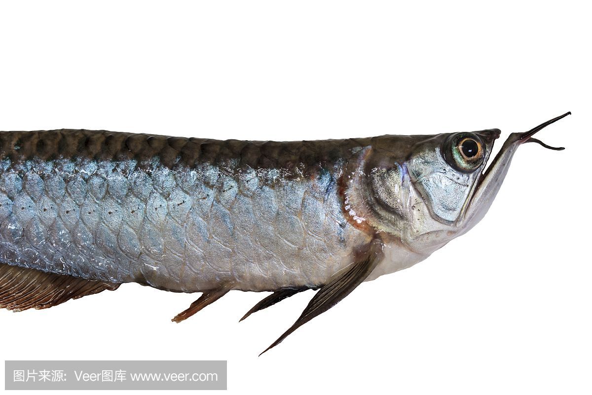 龍魚皮膚粗糙沉缸（關于“龍魚皮膚粗糙沉缸”的查詢）