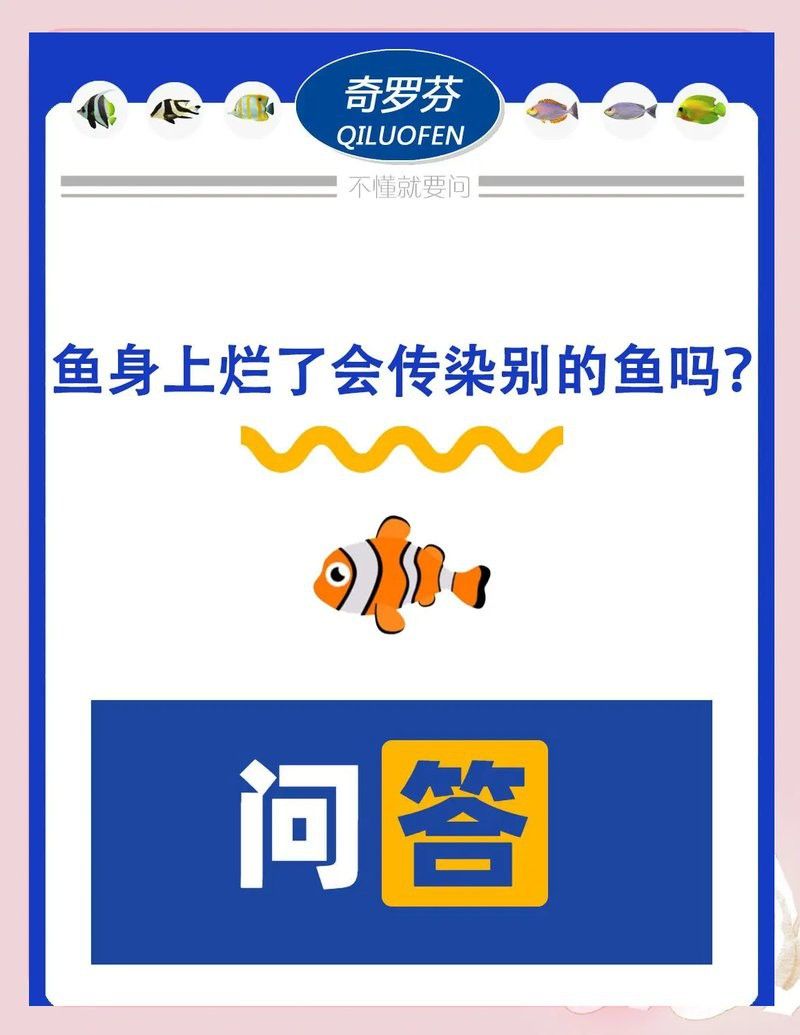 龍魚身體潰爛會傳染嗎？