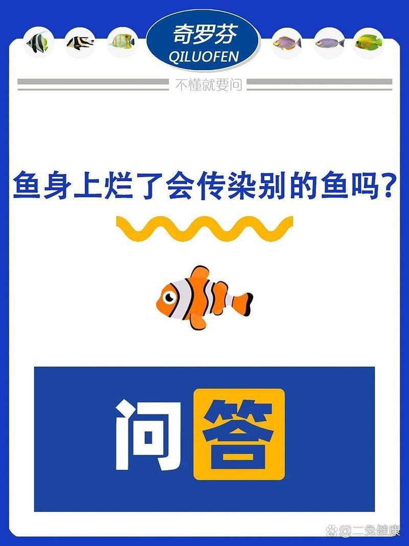 龍魚身體潰爛會傳染嗎？