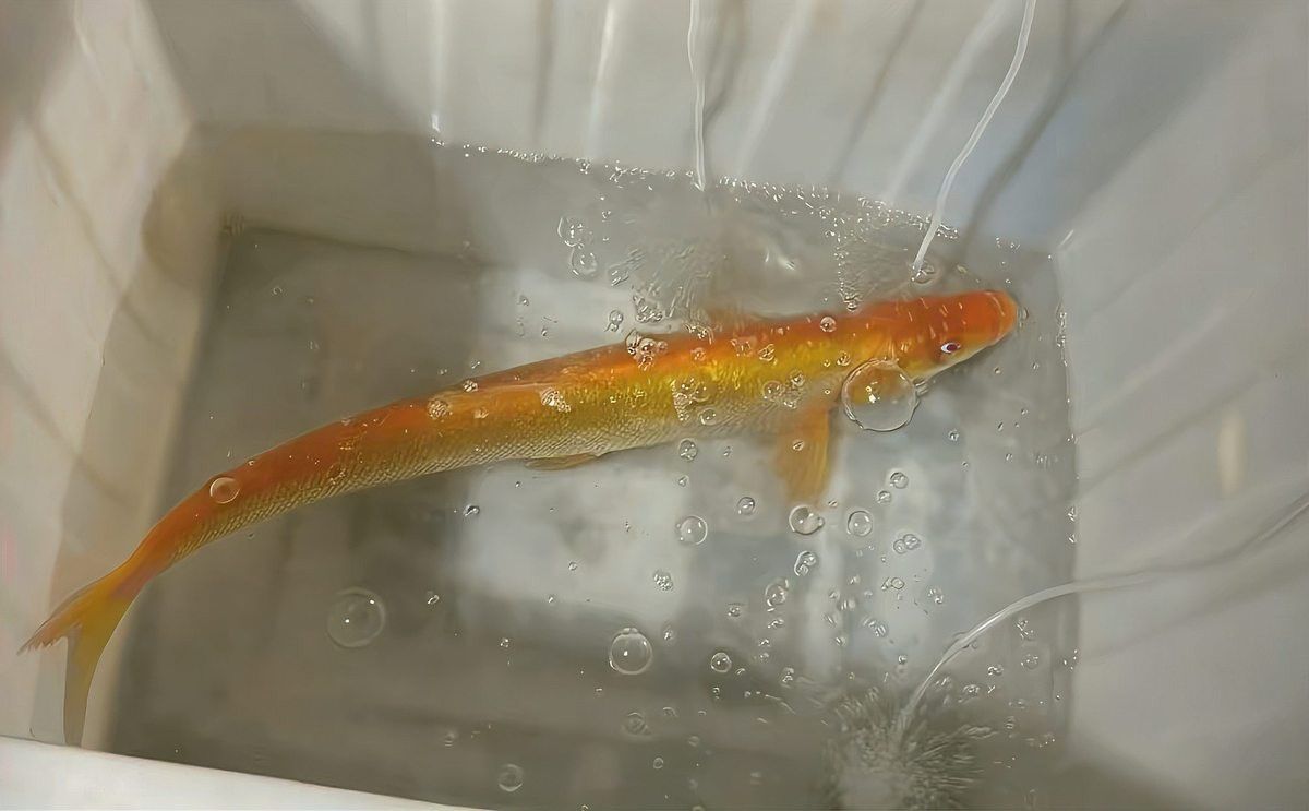 金龍魚翹嘴圖片欣賞大全高清