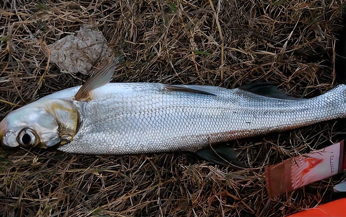 金龍魚翹嘴圖片欣賞大全高清