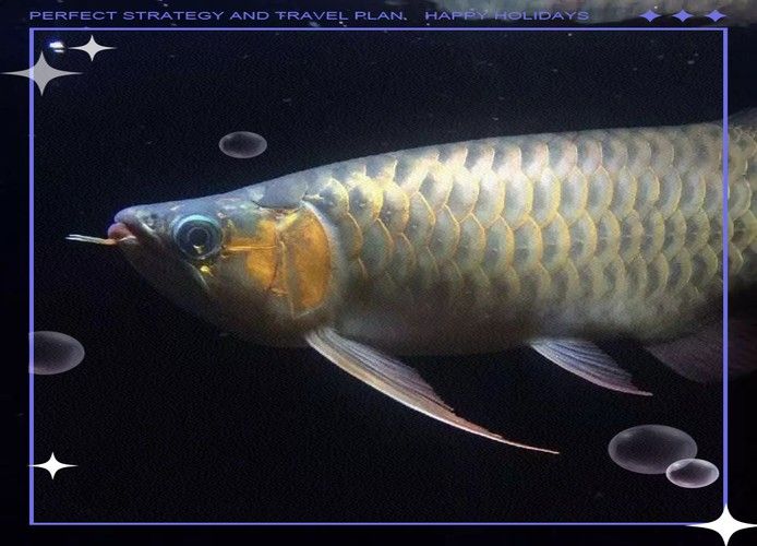 金龍魚翹嘴圖片欣賞大全高清