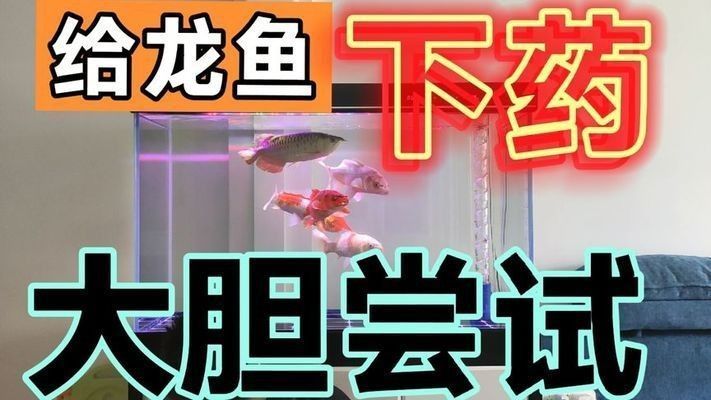 金龍魚黑龍：關于金龍魚黑龍的飼養方法