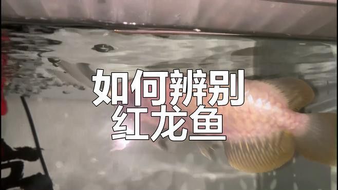 怎么區(qū)分紅龍魚的真假圖片