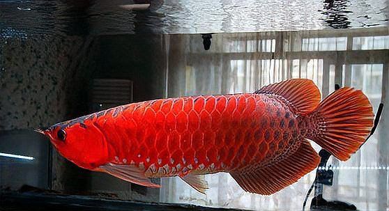 怎么區(qū)分紅龍魚的真假圖片