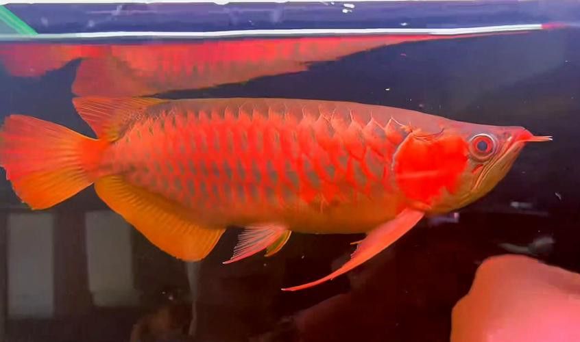 怎么區(qū)分紅龍魚的真假圖片
