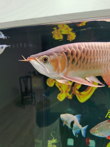 怎么區(qū)分紅龍魚的真假圖片