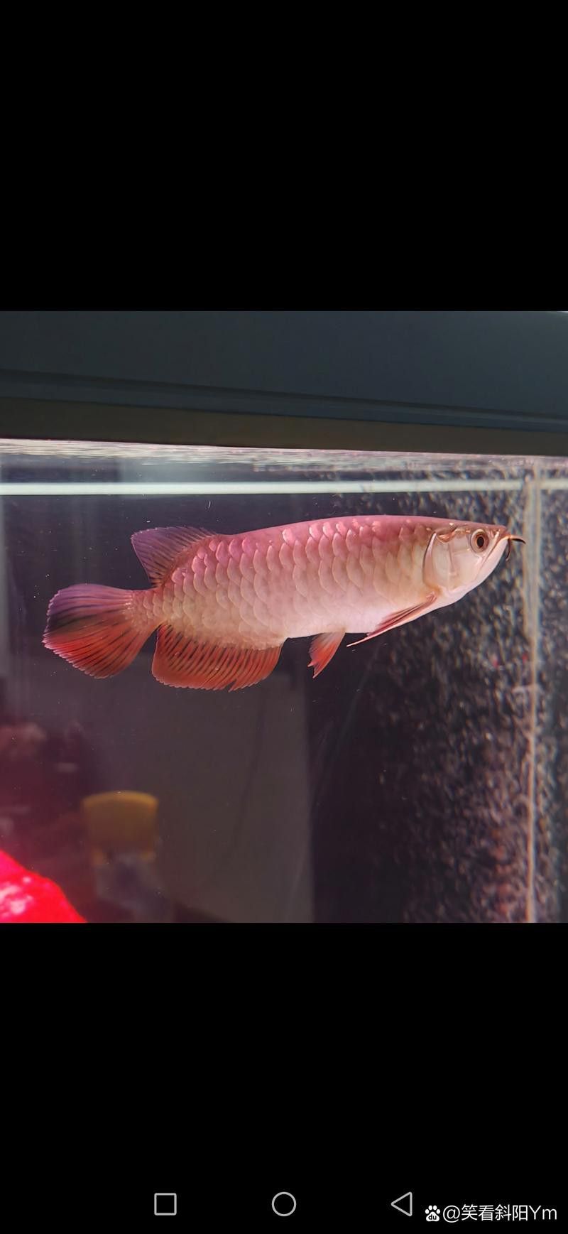 怎么區(qū)分紅龍魚的真假圖片