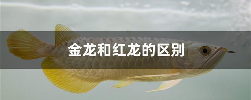 金龍魚 紅龍魚 區(qū)別在哪里（紅龍魚與金龍魚的區(qū)別）