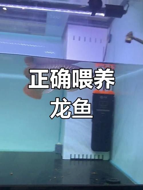 龍魚平時喂養什么好