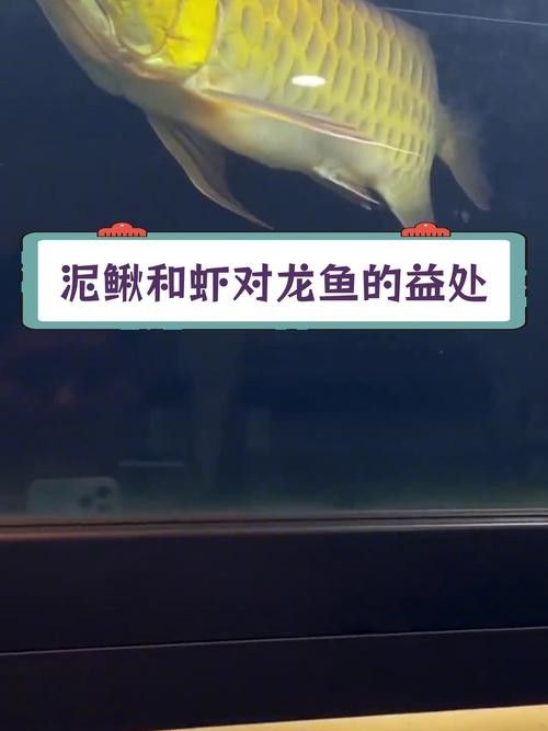 龍魚平時喂養什么好