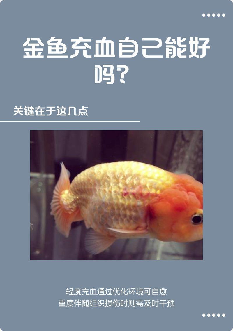 魚腹部充血會自愈嗎？