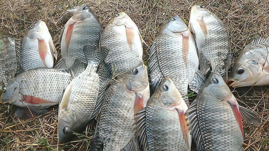 魚腹部充血會自愈嗎？