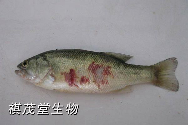 魚腹部充血會自愈嗎？