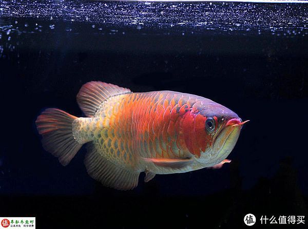 龍魚哪里買好又便宜又好養：北京觀賞魚購買龍魚時要注意以下幾個方面