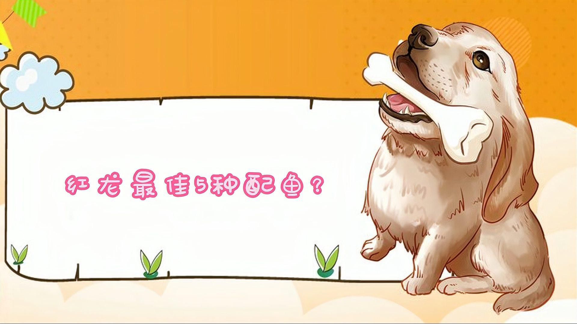 紅龍魚混養最佳伴侶魚類有哪些