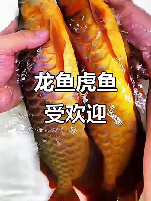 金龍魚與虎魚混養可以嗎圖片欣賞