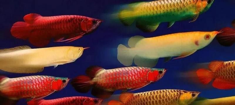 金龍魚與虎魚混養可以嗎圖片欣賞