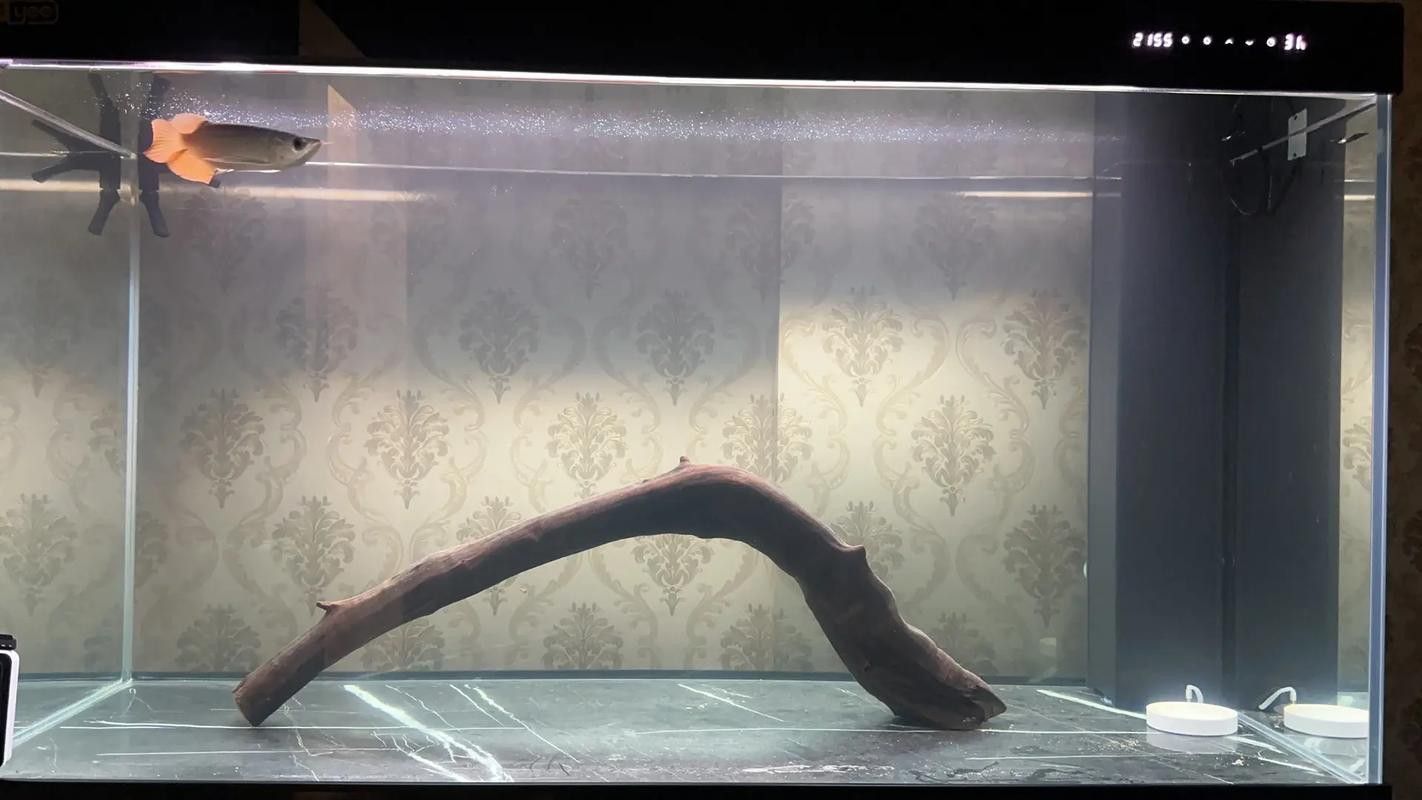 金龍魚與虎魚混養可以嗎圖片欣賞