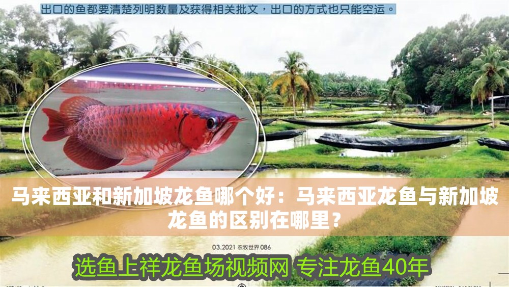 馬來西亞和新加坡龍魚哪個好：馬來西亞龍魚與新加坡龍魚的區別在哪里？