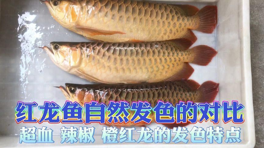 紅龍魚品牌等級排名表格圖片