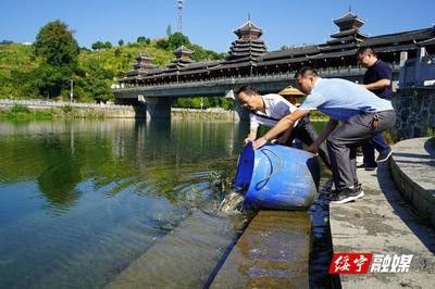 紅龍魚品牌等級排名表格圖片