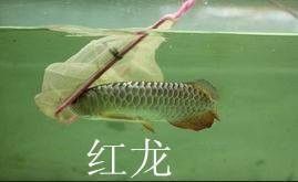 濟(jì)南市銀龍魚批發(fā)市場電話號碼