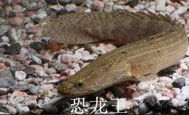 濟(jì)南市銀龍魚批發(fā)市場電話號碼