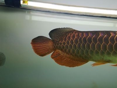龍魚尾巴剪掉多久長好：龍魚尾巴剪掉后的恢復時間