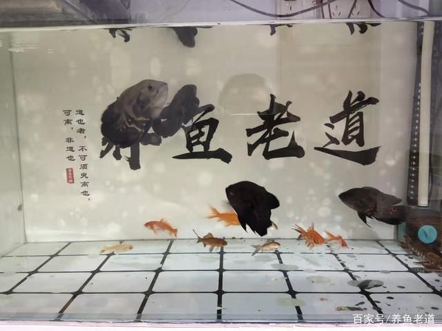 好魚缸不用換水嗎為什么呢視頻,如何正確給魚缸換水?魚缸過濾系統維護方法 龍魚百科 第1張 好魚缸不用換水嗎為什么呢視頻,如何正確給魚缸換水?魚缸過濾系統維護方法 好魚缸不用換水嗎為什么呢視頻,如何正確給魚缸換水?魚缸過濾系統維護方法 龍魚百科 第1張