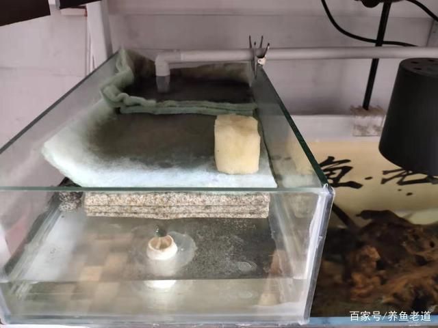 好魚缸不用換水嗎為什么呢視頻，如何正確給魚缸換水？魚缸過濾系統維護方法 好魚缸不用換水嗎為什么呢視頻，如何正確給魚缸換水？魚缸過濾系統維護方法 龍魚百科 第6張