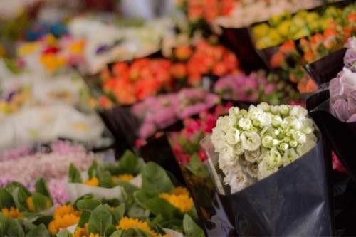 西安龍魚批發在哪里進貨的