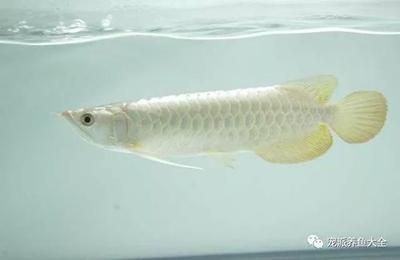 白化龍魚百度百科：關于白化龍魚的介紹