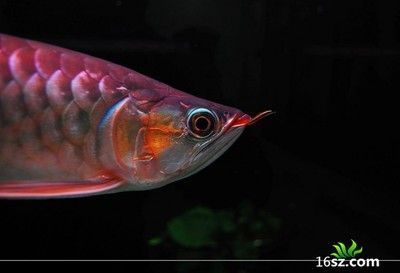 龍魚吃活食算殺生么嗎