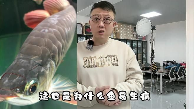 龍魚水溫要多少度才適宜喂食
