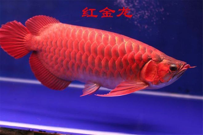 緬甸圖騰金龍魚(yú)圖片